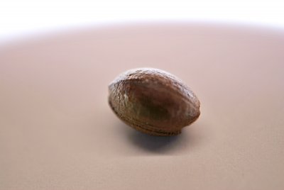 Styrax japonica - sturač japonský - zralé semeno